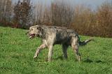 IRISH WOLFHOUND 371